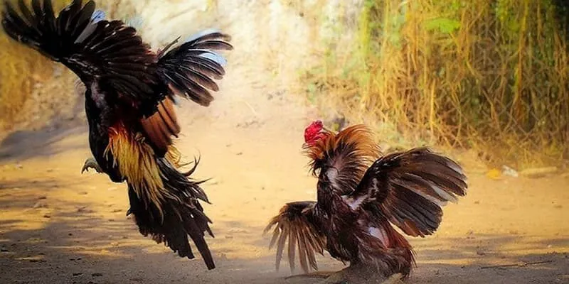 Cược Đá Gà Typhu88: Sân Chơi Lôi Cuốn Với Những Phần Quà Lớn ca-cuoc-da-ga-1-1