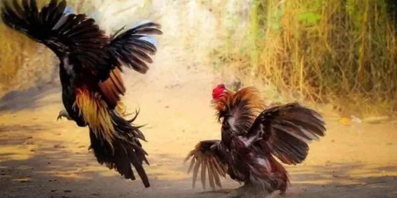 Luật Đá Gà Cựa Dao Cho Tân Thủ Đá gà cựa dao khác biệt so với các thể loại đá gà khác?