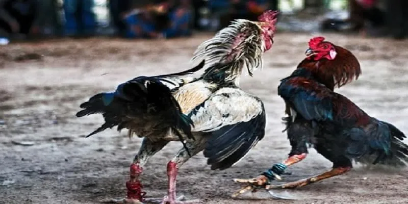 Luật Chơi Đá Gà Cựa Sắt Và Các Điều Cần Lưu Ý Làm thế nào để chọn gà cựa sắt tốt?